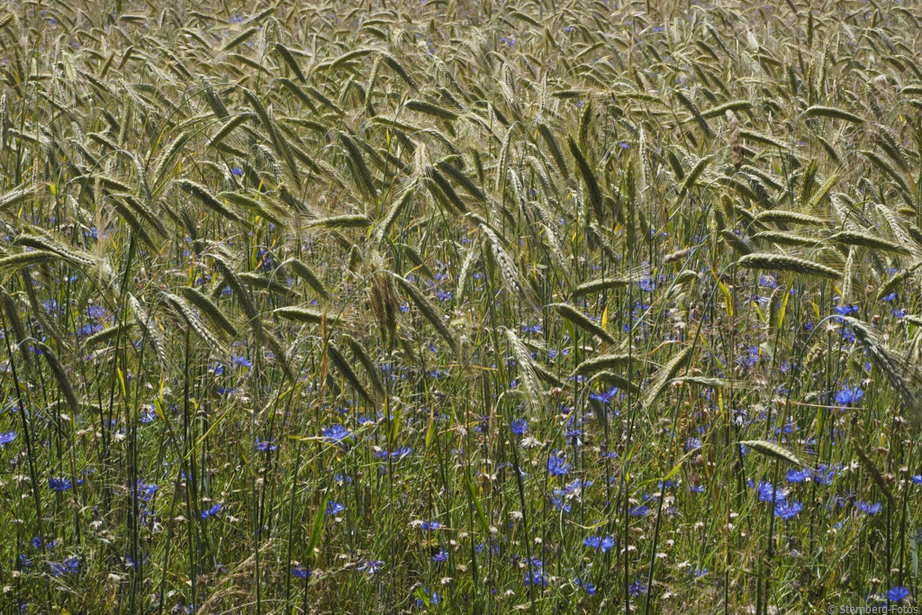 2206043, Neu-Anspach