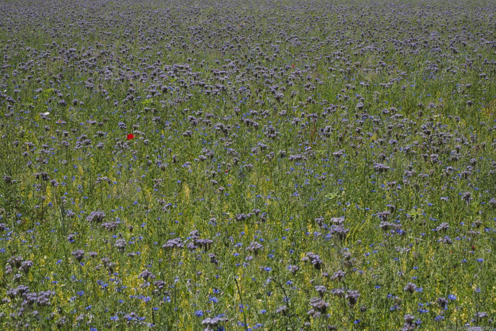 2206044, Neu-Anspach